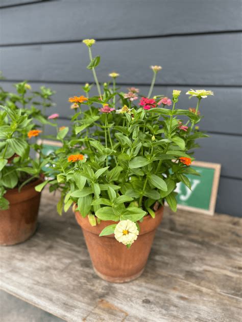 Lazy Girl Tips For Growing Zinnias In Pots Grow Beauty With Ease