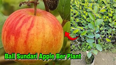 Ball Sundari Apple Ber Plant Farming Full Jankari Is Video Me Hai