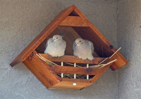 Mourning Dove Birdhouse Plans Free