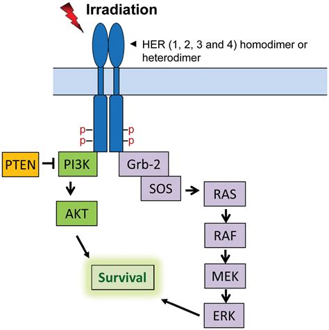 Radiation Induced Signaling Pathways That Promote Cancer Cell Survival