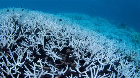 Only Two Percent of the Great Barrier Reef Has Escaped Coral Bleaching ...