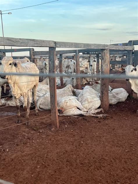 Tragédia Fio De Alta Tensão Mata Mais De 80 Bois Em Curral 2024