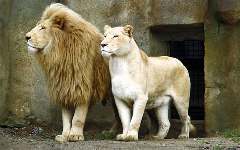 2560x1600 Cool Lion Widescreen Wallpaper Coolwallpapersme