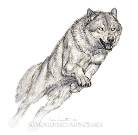 Running Wolf Sketch By Makangeni On Deviantart