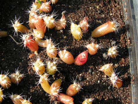 Ren Zahra Seminare Cactus A Malta Piante Grasse