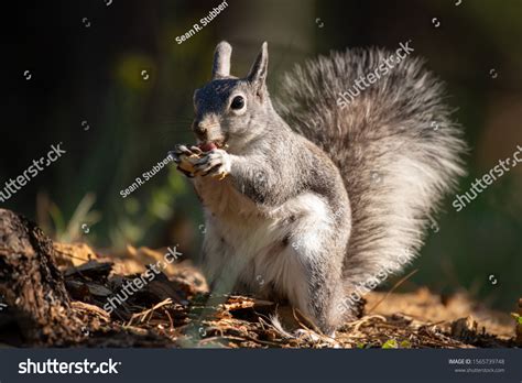 Aberts Tasseleared Squirrel Eating Stock Photo 1565739748 Shutterstock