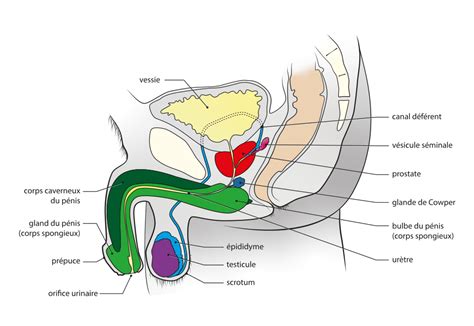 Anatomie Masculine Le Guide Complet Green Condom Club