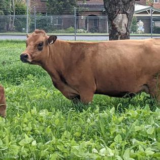 Cattle TARENTAISE RARE BREEDS TRUST OF AUSTRALIA TidyHQ