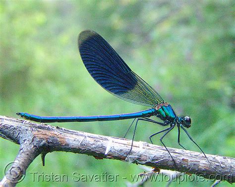 Damselfly On A Branch Banded Demoiselle