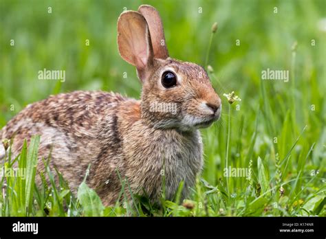 Adorable Eastern Cottontail (Sylvilagus Floridanus) rabbit at dusk ...