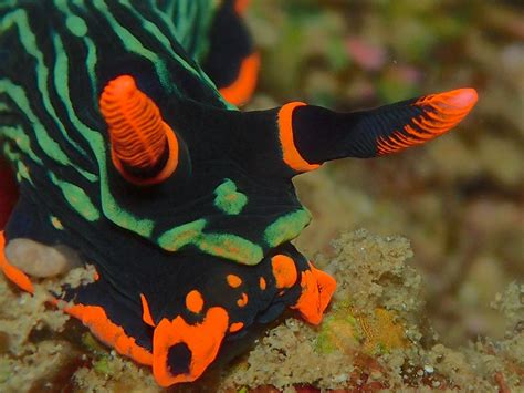 Nembrotha Kubaryana Face Detail Javier Fernández Flickr