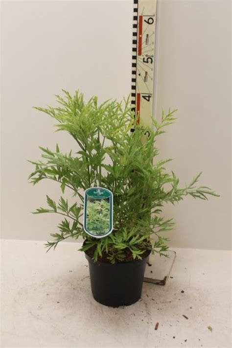 Sambucus Nigra Golden Tower Plant Wholesale Floraccess