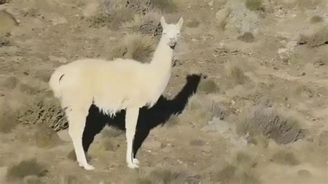 Picture Of Extremely Rare Albino Guanaco Michael Broad