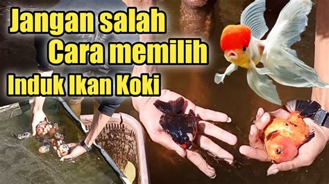 Cara Ternak Budidaya Ikan Mas Koki Ciri Induk Ikan Mas Koki Jantan