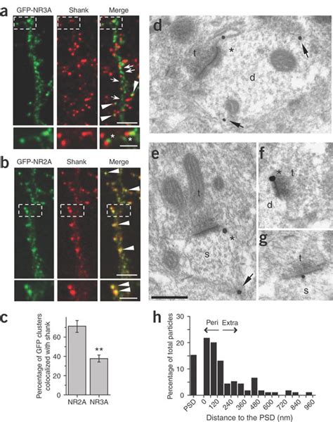 Nr A Localizes To Extrasynaptic And Perisynaptic Membrane Domains Ac