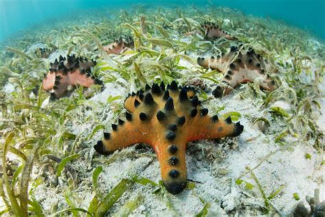 Types Of Saltwater Starfish To Add Sparkle To Your Tank