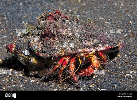 Reef Crab Hi Res Stock Photography And Images Alamy