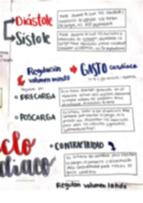 Solution Mapa Mental Sobre Las Fases Del Ciclo Cardiaco Studypool