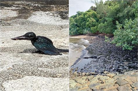 Oil Spill Reaches Spores Southern Islands Sparking Concerns Over