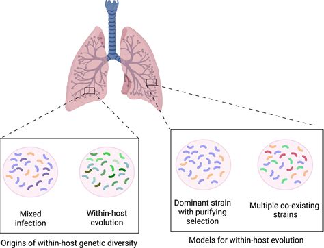 Frontiers Evolution Of Mycobacterium Tuberculosis Drug Resistance In