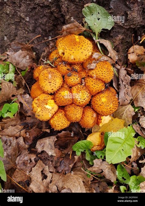 Common Scaly Fungus On A Tree Trunk Stock Photo Alamy