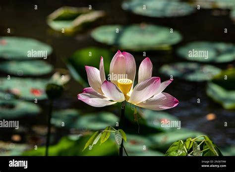 A Closeup Of Pink Sacred Lotus Flower In The Pond On Blur Background