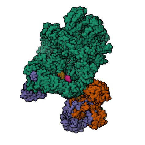 RCSB PDB 7K1N CryoEM Structure Of Inactivated Form DNA PK Complex V