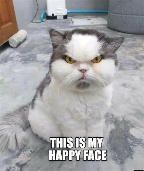 You Need A Happy Face Lolcats Lol Cat Memes Funny Cats Funny