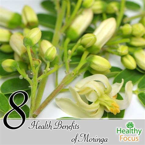 8 Health Benefits of Moringa - Healthy Focus