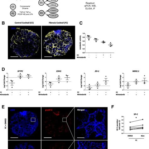 Effect Of In Vitro Treatment With Pirfenidone And Nintedanib On Primary