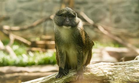 10 Swamp Monkey Facts