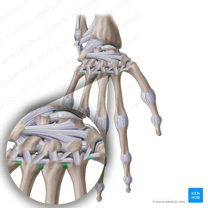 Mittelhandknochen Anatomie Aufbau Gelenke Und Klinik Kenhub