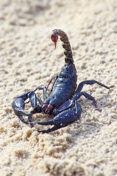 Scorpion Claw Ph