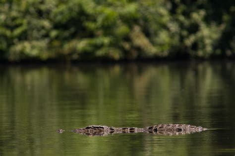 Mettle of the Mugger: How the Marsh Crocodile Balances Stealth ...