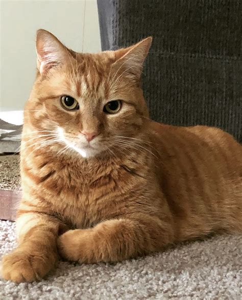 Ginger Fluffy Orange Tabby Cat Frosdindex