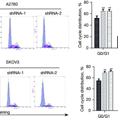 Linc00273 Knockdown Effect On The Of Ovarian Cancer Cell Cycle As