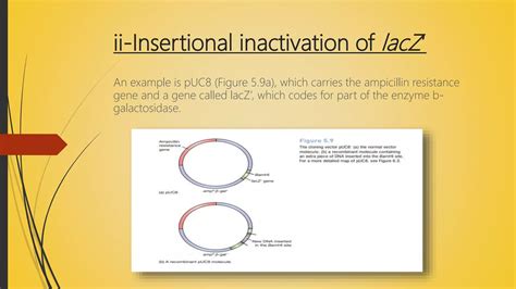 Identification Of Recombinants In Bacterial Cells PPT