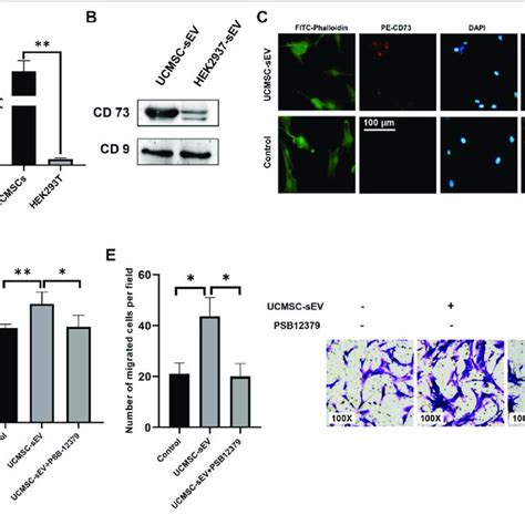 Ucmsc Sev Promote Proliferation And Migration Through Cd Molecules