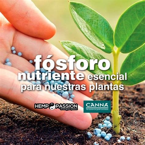 Fósforo Nutriente esencial para nuestras plantas Liberty Walk