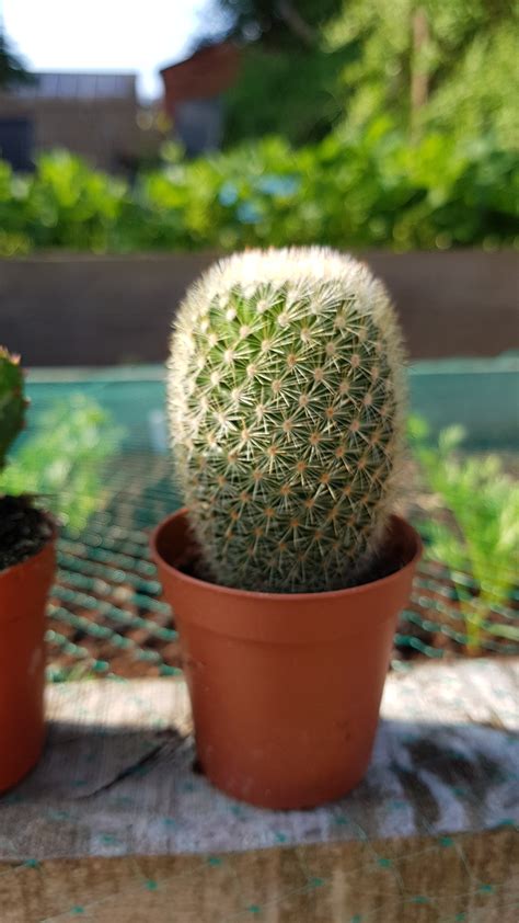 How To Identify A Cactus