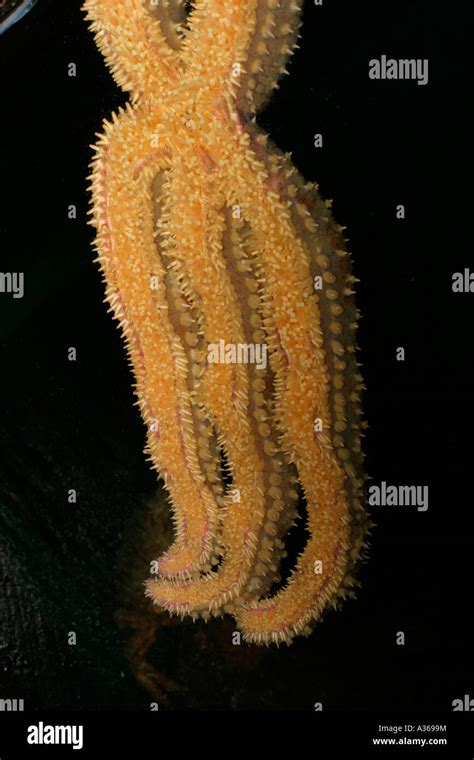 Common Starfish Asterias Rubens Hi Res Stock Photography And Images