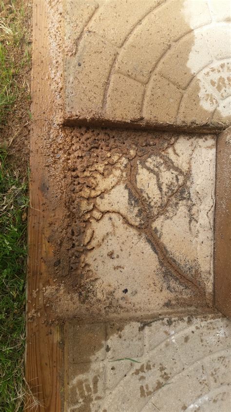 Termite Bond – Cherokee County Georgia | Canton Georgia Termite & Pest Control