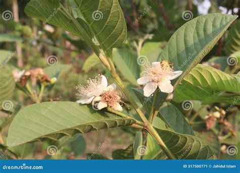 Common Guava Flower on Tree in Farm Stock Image - Image of slice, white ...