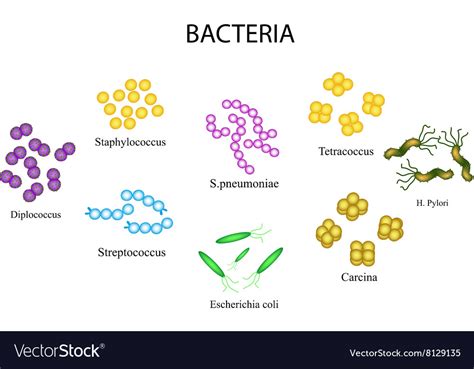 Set Of Bacteria Staphylococcus Streptococcus Vector Image