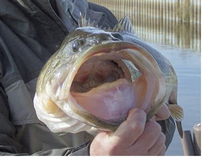 Here's Why They Are Called-LARGEMOUTH Bass - American Sport Fish