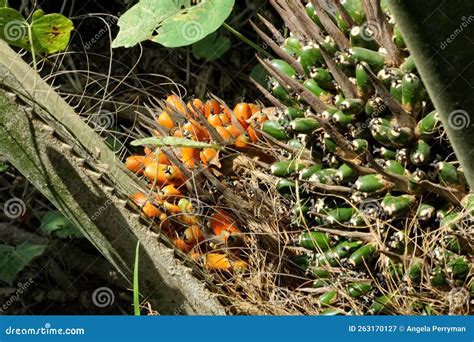 Palm oil seeds in a tree stock image. Image of agriculture - 263170127