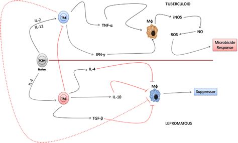 Immune Paradigm Of The T Helper Th 1th2 Response In The Polar