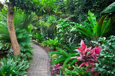 Winterharde Tropische Planten Voor De Nederlandse Tuin