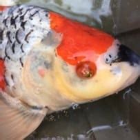 Fish Cloudy Eyes Common Causes And Treatment Fish Vet