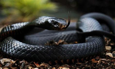 WATCH: This man catching Black Mamba, one of the most deadliest snakes ...